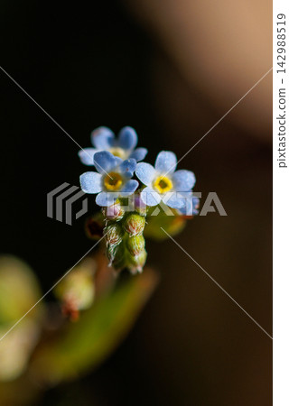 這種花因其淡藍色的小花和壓碎後散發出類似黃瓜的氣味而得名。 這種花因其淡藍色的小花和壓碎後散發出類似黃瓜的氣味而得名。 142988519