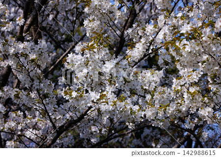 Sakura, a Japanese flower that colors encounters and farewells Sakura, a Japanese flower that colors encounters and farewells 142988615