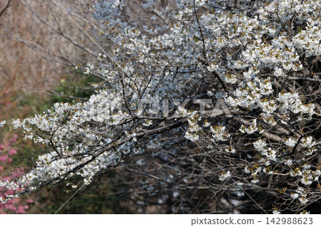 Sakura, a Japanese flower that colors encounters and farewells Sakura, a Japanese flower that colors encounters and farewells 142988623