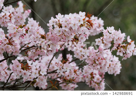 櫻花,一種為相遇和告別著色的日本花 櫻花,一種為相遇和告別著色的日本花 142988691