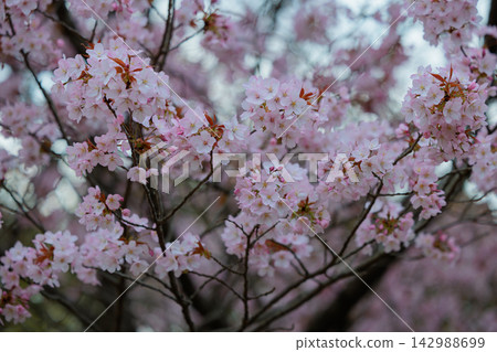 Sakura, a Japanese flower that colors encounters and farewells Sakura, a Japanese flower that colors encounters and farewells 142988699