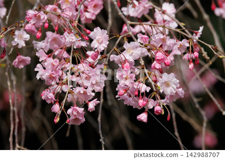 櫻花，一種為相遇和告別著色的日本花 142988707