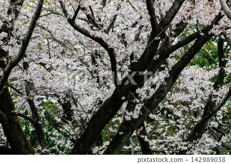 Sakura, a Japanese flower that colors encounters and farewells Sakura, a Japanese flower that colors encounters and farewells 142989038