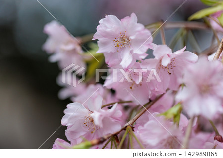 Sakura, a Japanese flower that colors encounters and farewells Sakura, a Japanese flower that colors encounters and farewells 142989065