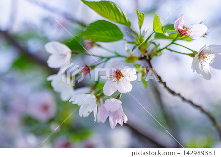 櫻花,一種為相遇和告別著色的日本花 櫻花,一種為相遇和告別著色的日本花 142989331