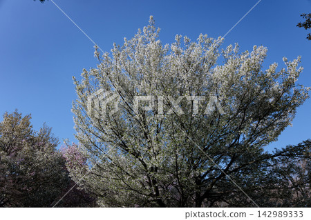 Sakura, a Japanese flower that colors encounters and farewells Sakura, a Japanese flower that colors encounters and farewells 142989333