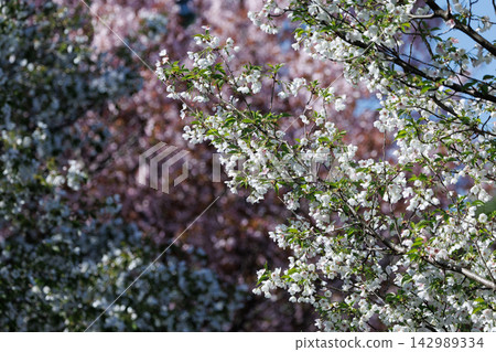 Sakura, a Japanese flower that colors encounters and farewells Sakura, a Japanese flower that colors encounters and farewells 142989334