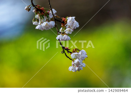 Sakura, a Japanese flower that colors encounters and farewells Sakura, a Japanese flower that colors encounters and farewells 142989464