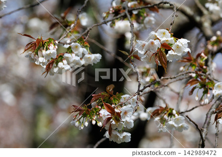 Sakura, a Japanese flower that colors encounters and farewells Sakura, a Japanese flower that colors encounters and farewells 142989472