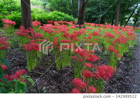 Higambuna Higambuna 142989522