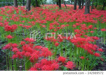 Higambuna Higambuna 142989572