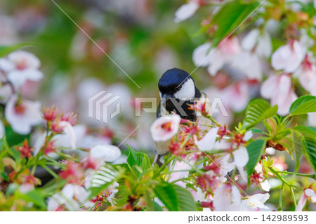 熟悉的野鳥大山雀與可愛的胸口 熟悉的野鳥大山雀與可愛的胸口 142989593