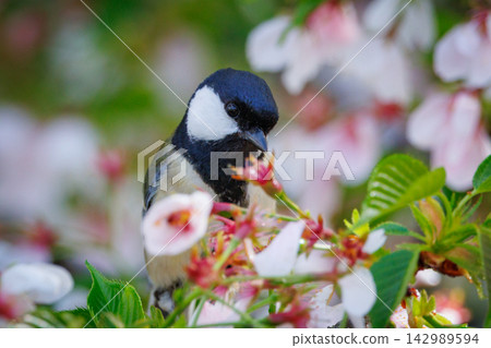 熟悉的野鳥大山雀與可愛的胸口 熟悉的野鳥大山雀與可愛的胸口 142989594