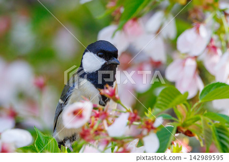 熟悉的野鳥大山雀與可愛的胸口 熟悉的野鳥大山雀與可愛的胸口 142989595