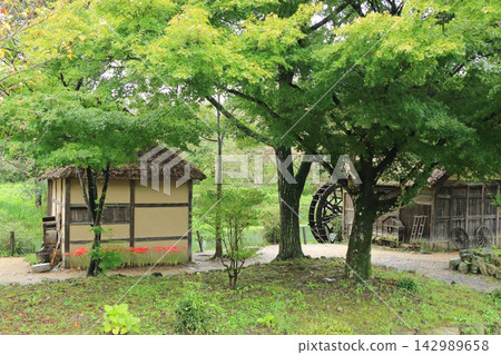 阿曇野初秋:大王芥末農場的水磨坊 阿曇野初秋:大王芥末農場的水磨坊 142989658