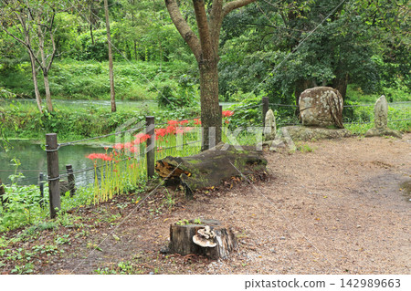 初秋的安曇野:大王山葵農場 初秋的安曇野:大王山葵農場 142989663