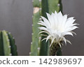 Beautiful white cactus flowers bloom in early summer, creating a fantastical scene of large blossoms. 142989697
