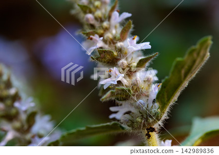Bugleweed that blooms white and light purple florets in the inland hills and dry bright forests in spring Bugleweed that blooms white and light purple florets in the inland hills and dry bright forests in spring 142989836
