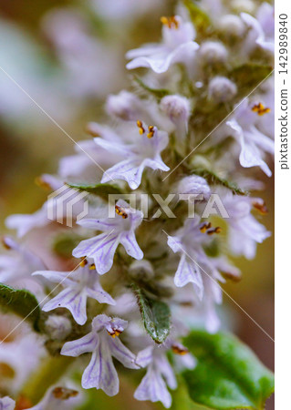Bugleweed that blooms white and light purple florets in the inland hills and dry bright forests in spring Bugleweed that blooms white and light purple florets in the inland hills and dry bright forests in spring 142989840