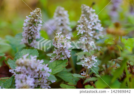 Bugleweed that blooms white and light purple florets in the inland hills and dry bright forests in spring Bugleweed that blooms white and light purple florets in the inland hills and dry bright forests in spring 142989842
