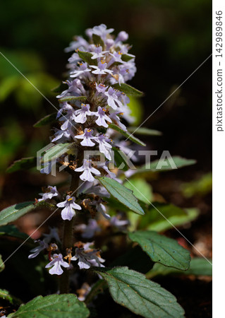 Bugleweed that blooms white and light purple florets in the inland hills and dry bright forests in spring Bugleweed that blooms white and light purple florets in the inland hills and dry bright forests in spring 142989846
