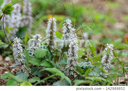 Bugleweed that blooms white and light purple florets in the inland hills and dry bright forests in spring Bugleweed that blooms white and light purple florets in the inland hills and dry bright forests in spring 142989852