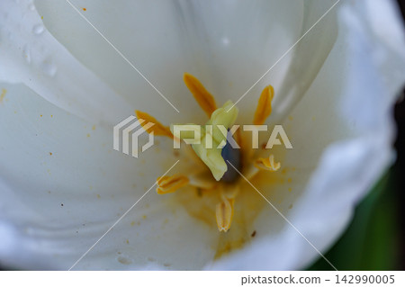 Tulips, the representative flowerbed flower Tulips, the representative flowerbed flower 142990005