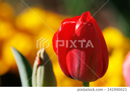 Tulips, the representative flowerbed flower Tulips, the representative flowerbed flower 142990021