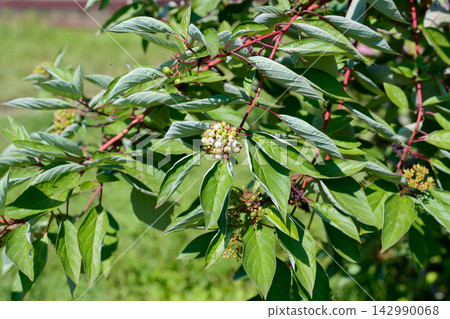 Red osier dogwood shrub with green leaves and small white berries growing on red branches in outdoor garden close up Red osier dogwood shrub with green leaves and small white berries growing on red branches in outdoor garden close up 142990068