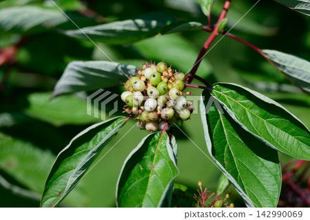 Red osier dogwood plant cluster with small white berries and unripe green fruits on dark red branch in outdoor garden macro Red osier dogwood plant cluster with small white berries and unripe green fruits on dark red branch in outdoor garden macro 142990069