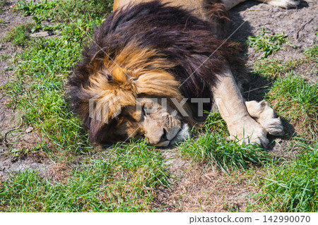 Male lion with dark mane sleeping and resting on green grass in wild nature habitat under sun light outdoor high angle Male lion with dark mane sleeping and resting on green grass in wild nature habitat under sun light outdoor high angle 142990070