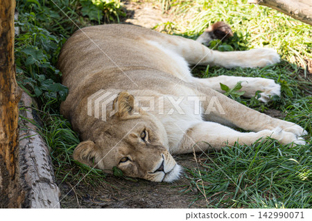 Female lion lioness lying and resting on green grass near wooden log in wild nature habitat under sun light outdoor close up Female lion lioness lying and resting on green grass near wooden log in wild nature habitat under sun light outdoor close up 142990071