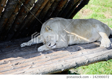 White lioness sleeping and resting inside wooden log shelter enclosure in outdoor safari park in hot summer weather close up White lioness sleeping and resting inside wooden log shelter enclosure in outdoor safari park in hot summer weather close up 142990072