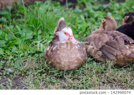 Brown muscovy duck poultry with white head sitting and resting on green grass lawn on farm backyard paddock in autumn closeup Brown muscovy duck poultry with white head sitting and resting on green grass lawn on farm backyard paddock in autumn closeup 142990074