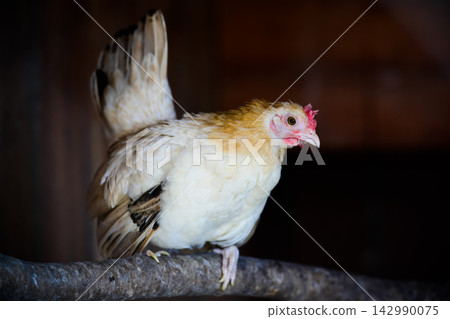 Serama bantam chicken hen sitting on wooden perch branch in domestic poultry coop house under dim light indoor closeup Serama bantam chicken hen sitting on wooden perch branch in domestic poultry coop house under dim light indoor closeup 142990075