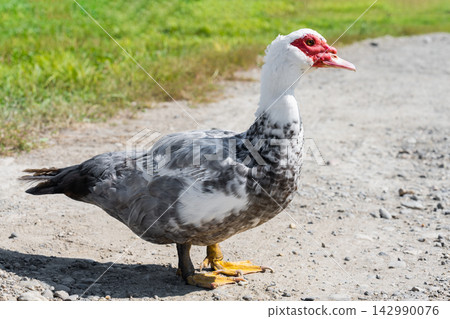 Grey and white muscovy duck poultry standing on dirt ground road near grass lawn on farm backyard in autumn close up Grey and white muscovy duck poultry standing on dirt ground road near grass lawn on farm backyard in autumn close up 142990076