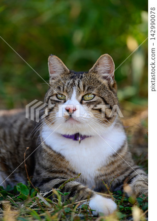 Beautiful tabby cat with white chest and purple collar lying on green grass outdoors with a soft blurred natural background in summer light. Beautiful tabby cat with white chest and purple collar lying on green grass outdoors with a soft blurred natural background in summer light. 142990078