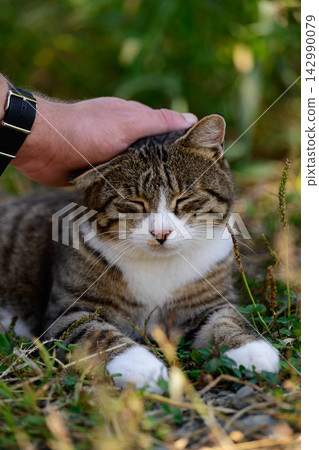 Human hand stroking a happy tabby cat with closed eyes on green grass outdoors showcasing a cozy moment of animal therapy and connection with pet. Human hand stroking a happy tabby cat with closed eyes on green grass outdoors showcasing a cozy moment of animal therapy and connection with pet. 142990079