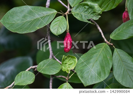 Close up of bright pink cone like fruit aggregate hanging on a leafy green branch of Magnolia sieboldii tree in a botanical garden in late summer. Close up of bright pink cone like fruit aggregate hanging on a leafy green branch of Magnolia sieboldii tree in a botanical garden in late summer. 142990084