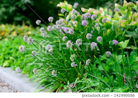 Vibrant blooming bush of Allium senescens with purple flower heads growing along a concrete garden border in a park on a bright sunny summer day. Vibrant blooming bush of Allium senescens with purple flower heads growing along a concrete garden border in a park on a bright sunny summer day. 142990086