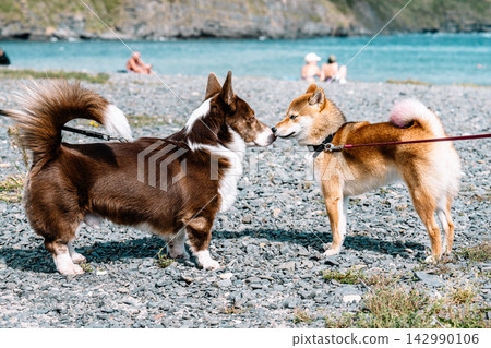 Welsh Corgi Cardigan and Shiba Inu dogs sniffing noses meeting on a pebble beach by the sea outdoors during summer travel showcasing pet friendship. Welsh Corgi Cardigan and Shiba Inu dogs sniffing noses meeting on a pebble beach by the sea outdoors during summer travel showcasing pet friendship. 142990106