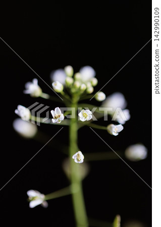 Shepherd's purse, one of the seven spring herbs Shepherd's purse, one of the seven spring herbs 142990109