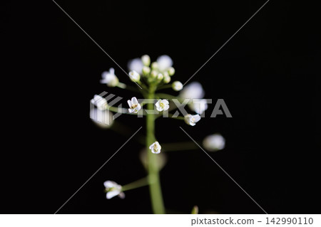 薺菜,七種春藥之一 薺菜,七種春藥之一 142990110