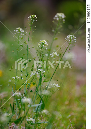Shepherd's purse, one of the seven spring herbs Shepherd's purse, one of the seven spring herbs 142990125