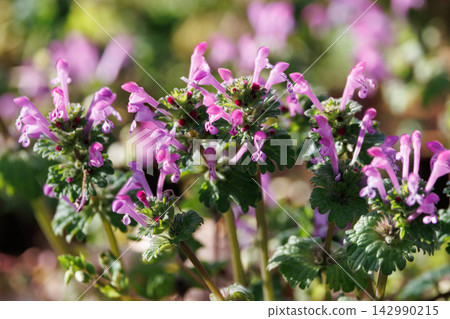 Henbit 不同於七種春季草藥中的一種（Onitabiraco） 142990215