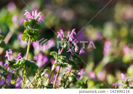 Henbit 不同於七種春季草藥中的一種（Onitabiraco） 142990216
