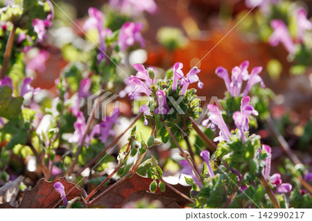 Henbit 不同於七種春季草藥中的一種（Onitabiraco） 142990217