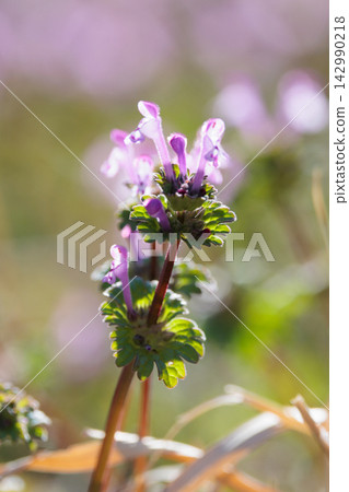 Henbit 不同於七種春季草藥中的一種（Onitabiraco） 142990218