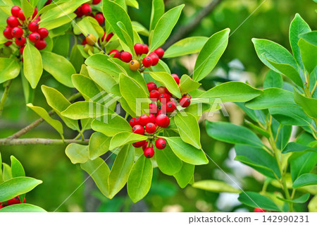 紅冬青莓(秋季、九月) 紅冬青莓(秋季、九月) 142990231