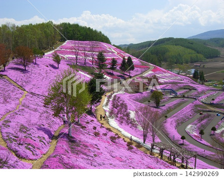 The hills of Higashimokoto Shibazakura Park are dyed in spring colors in Oozora Town, Hokkaido. The hills of Higashimokoto Shibazakura Park are dyed in spring colors in Oozora Town, Hokkaido. 142990269